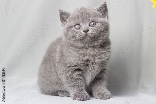 British shorthair kitten posing on a gray background with dandelions