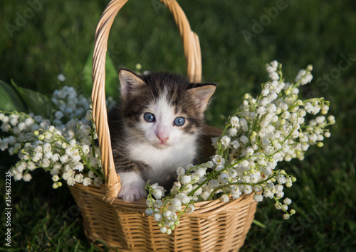 little gray-white kitten with blue eyes sits in a wicker basket full of lilies of the valley. Cats of childhood, beautiful cards, harmony of nature, feline childhood, tenderness © Anna