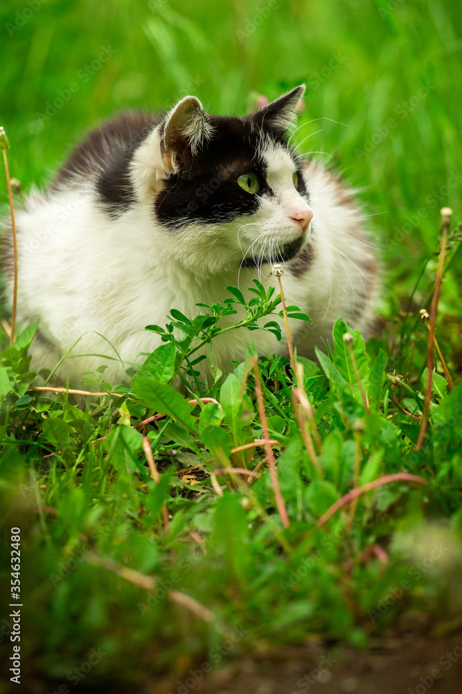 Black and white cat sits on a green meadow in full growth