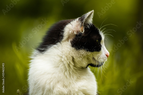 Portrait of a black-white cat on a yellow background, beautiful animal close-up