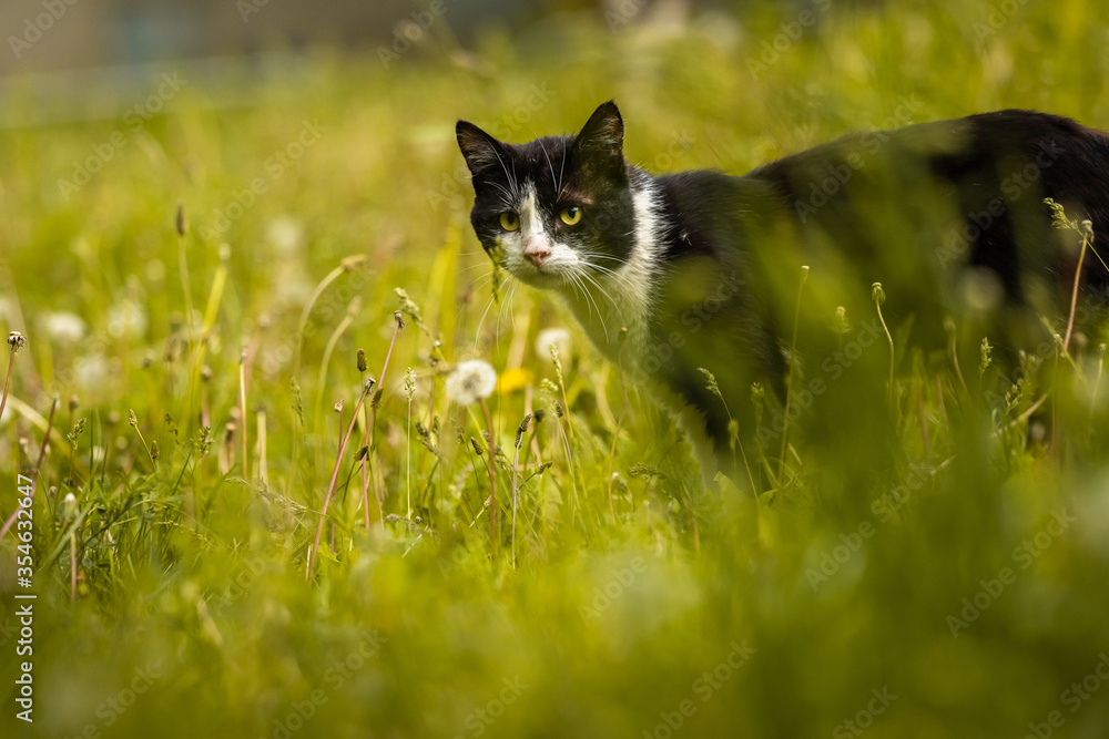 Black cat sneaks in the grass