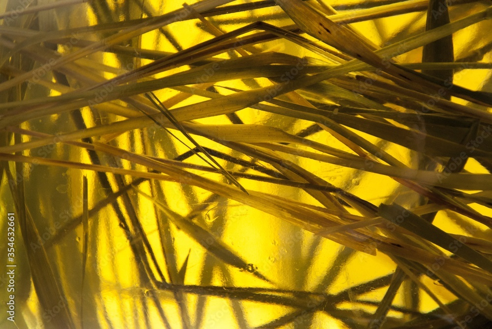 Fototapeta premium abstract golden background