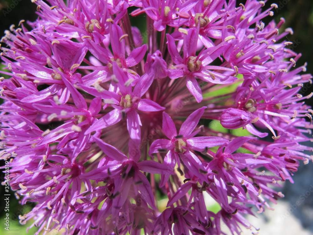 Close up allium pink flowers