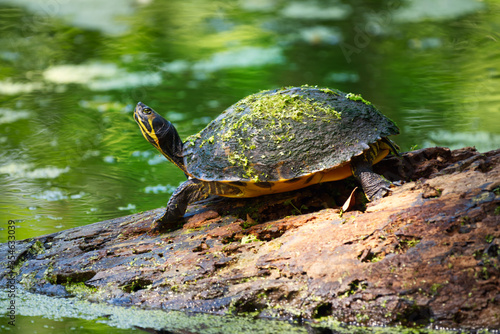 A turtle resting on a cypress log with duckweed on his back.