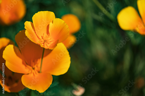 Viele schöne orange Blume auf einem grünen Hintergrund, die mit einer Makroobjektiv fotografiert wurden.
