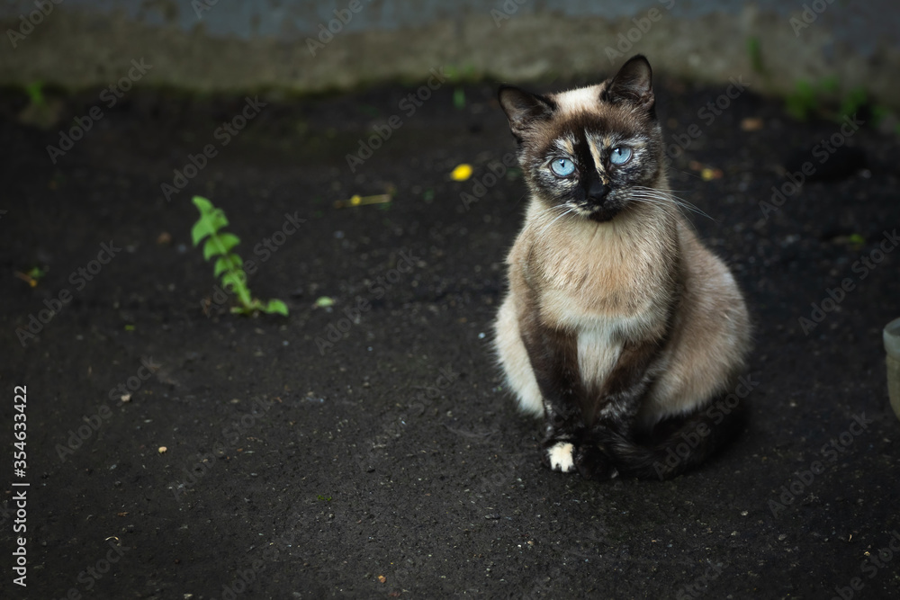 Photo of a sad blue-eyed cat on wet pavement