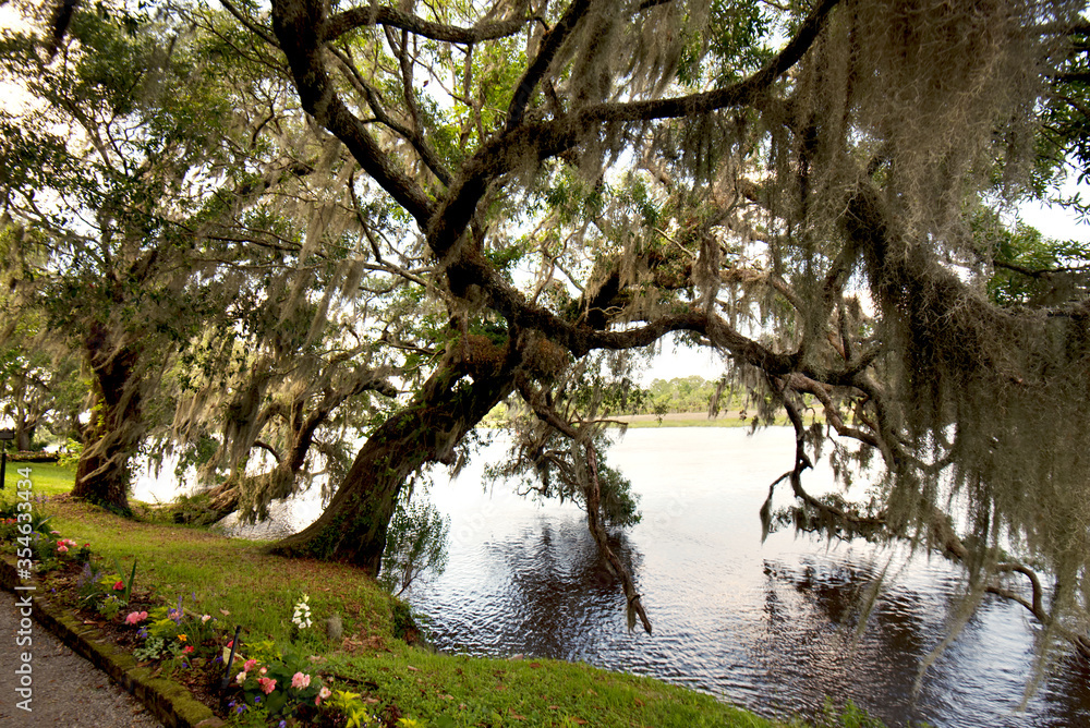 Live oaks draped in Spanish moss leaning over the Ashley river near Charleston, South Carolina. Live oaks draped in Spanish moss leaning over the Ashley river near Charleston, South Carolina.