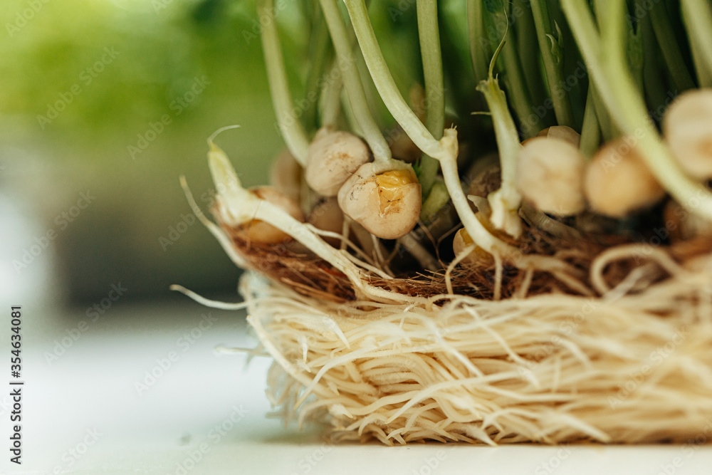 Roots of micro green plant close up Roots of micro green plant close up