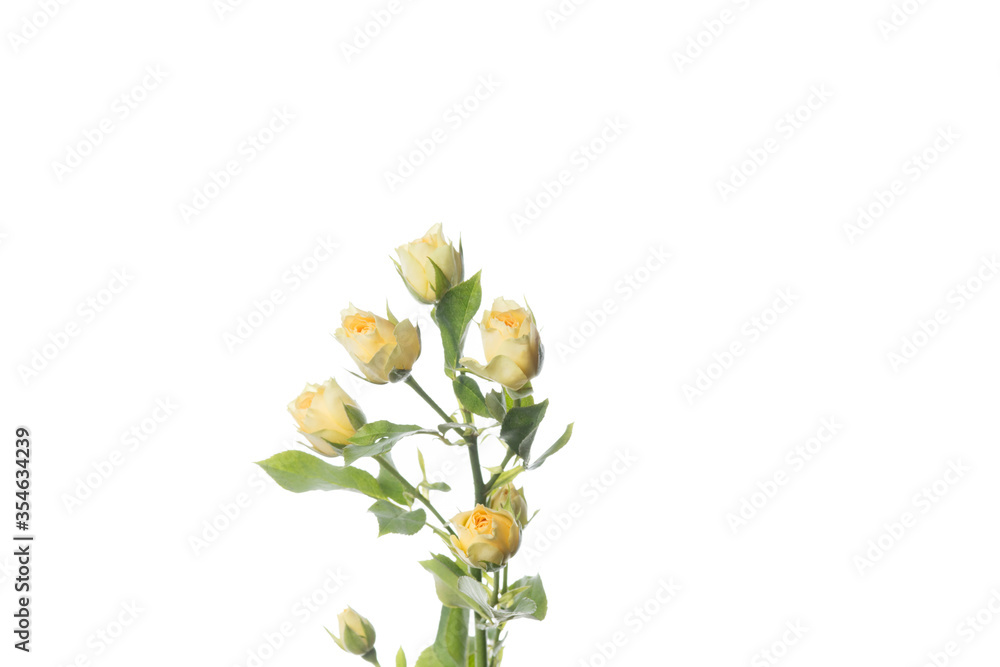 Obraz premium Tender yellow rose Bandolero. Close up beautiful flower isolated on white studio background. Design elements for cutting. Blooming, spring, summertime, tender leaves and petals. Copyspace.