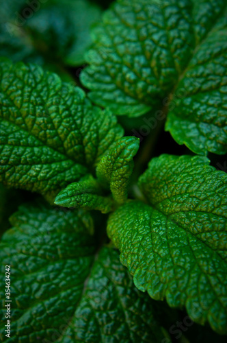 Green fresh leaves of mint, lemon balm close-up macro shot. Mint leaf texture. Ecology natural layout. Mint leaves pattern, spearmint herbs, peppermint leaves, nature background © olgaarkhipenko