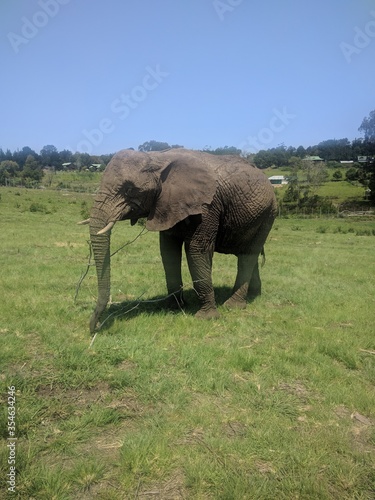 Elephant eating grass in the park