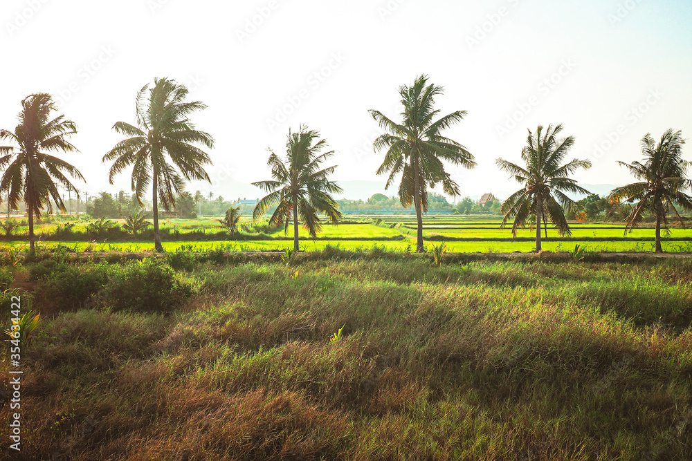 Coconut Row filled a niche in the village.  Palms stands behind an expansive field of lowland rice paddies
