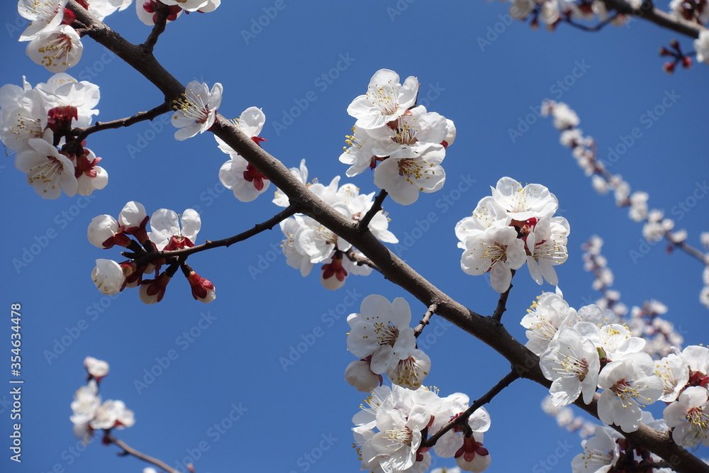 Cloudless blue sky and branches of blossoming apricot tree in April Cloudless blue sky and branches of blossoming apricot tree in April