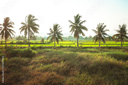 Coconut Row filled a niche in the village. Palms stands behind an expansive field of lowland rice paddies