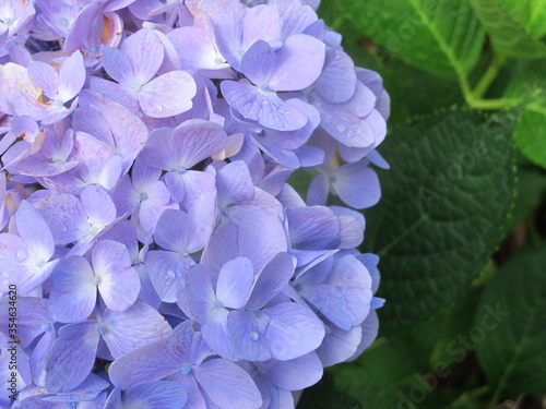 blue hydrangea flower