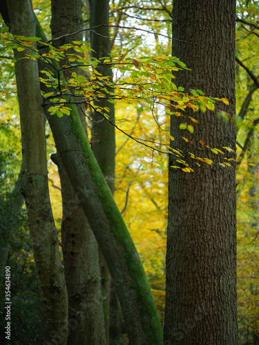 autumn in the forest