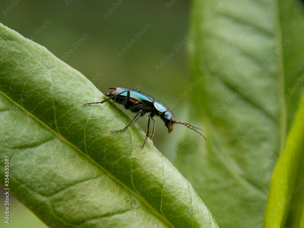 a small beetle on a leaf a small beetle on a leaf