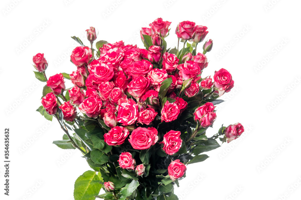 Bright roses Fireworks. Close up beautiful flower isolated on white studio background. Design elements for cutting. Blooming, spring, summertime, tender leaves and petals. Copyspace. Bright roses Fireworks. Close up beautiful flower isolated on white studio background. Design elements for cutting. Blooming, spring, summertime, tender leaves and petals. Copyspace.