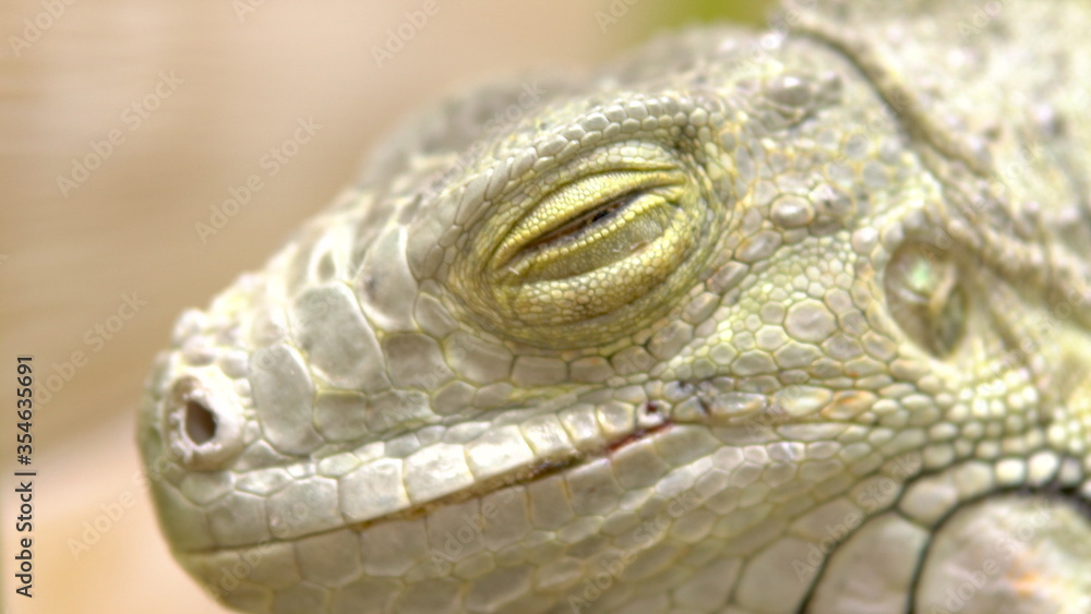 Fototapeta premium Eye of an iguana close up. Iguana big lizard basking in the sun