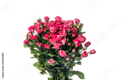 Fototapeta Naklejka Na Ścianę i Meble -  Bright roses Fireworks. Close up beautiful flower isolated on white studio background. Design elements for cutting. Blooming, spring, summertime, tender leaves and petals. Copyspace.