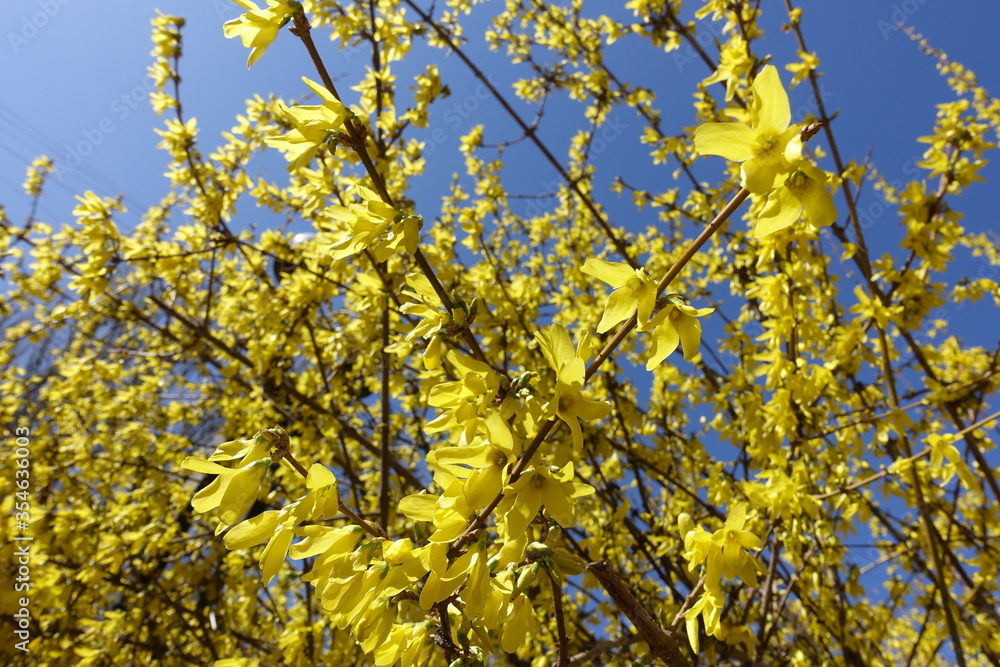 Golden yellow flowers on branches of forsythia against blue sky in April Golden yellow flowers on branches of forsythia against blue sky in April