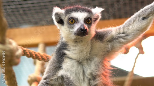 Ring-tailed lemur Sits on a branch and looks. Lemur tropical animal