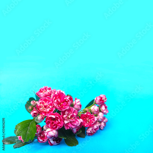 Fototapeta Naklejka Na Ścianę i Meble -  Pink hawthorn flowers on a blue background. Flowering plant. Selective focus.
