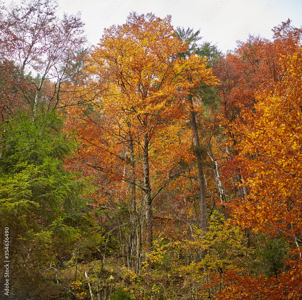 Fototapeta premium Fall landscape with colorful trees