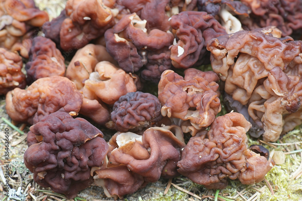 Foto de Gyromitra esculenta, known as the False Morel, deadly poisonous