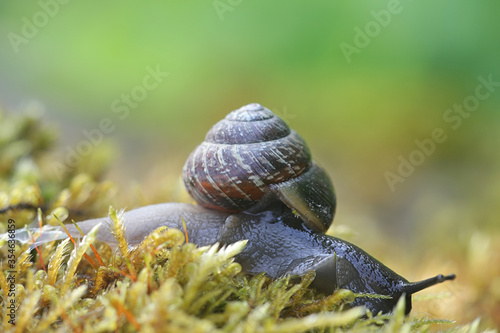 Arianta arbustorum, a land snail known as the copse snail, a terrestrial pulmonate gastropod mollusk from Finland