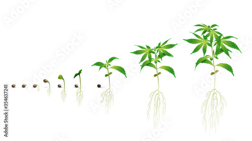 Stages of cannabis seed germination from seed to sprout, the growing season of cannabis, marijuana phases set, realistic illustration isolated on a white background for printing