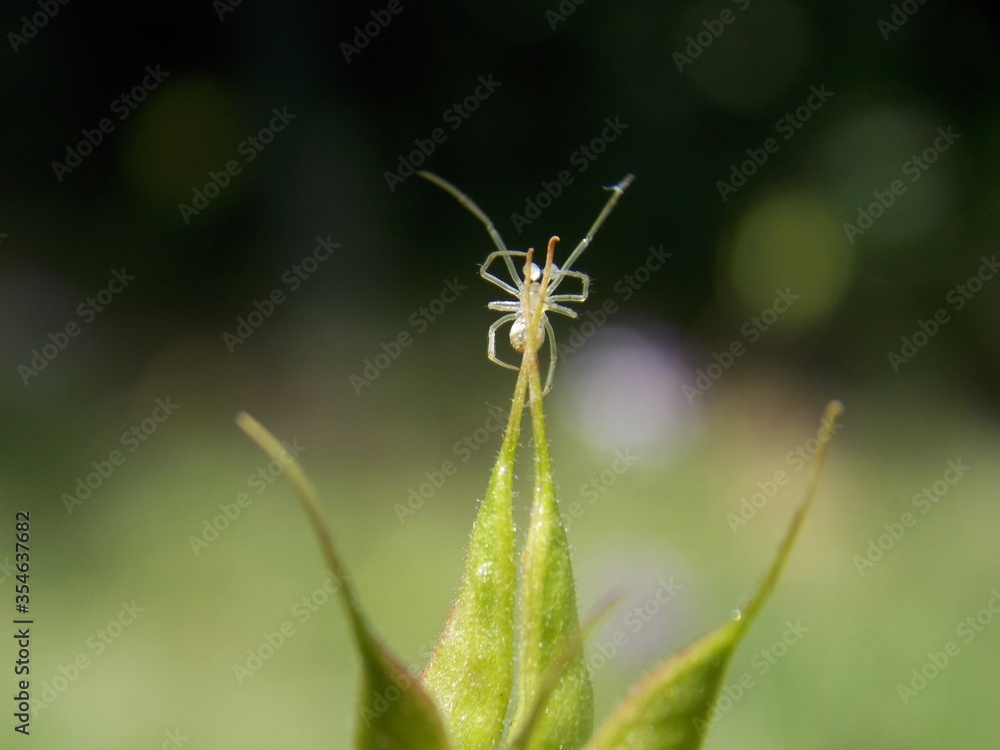 Fototapeta premium a small spider on a plant