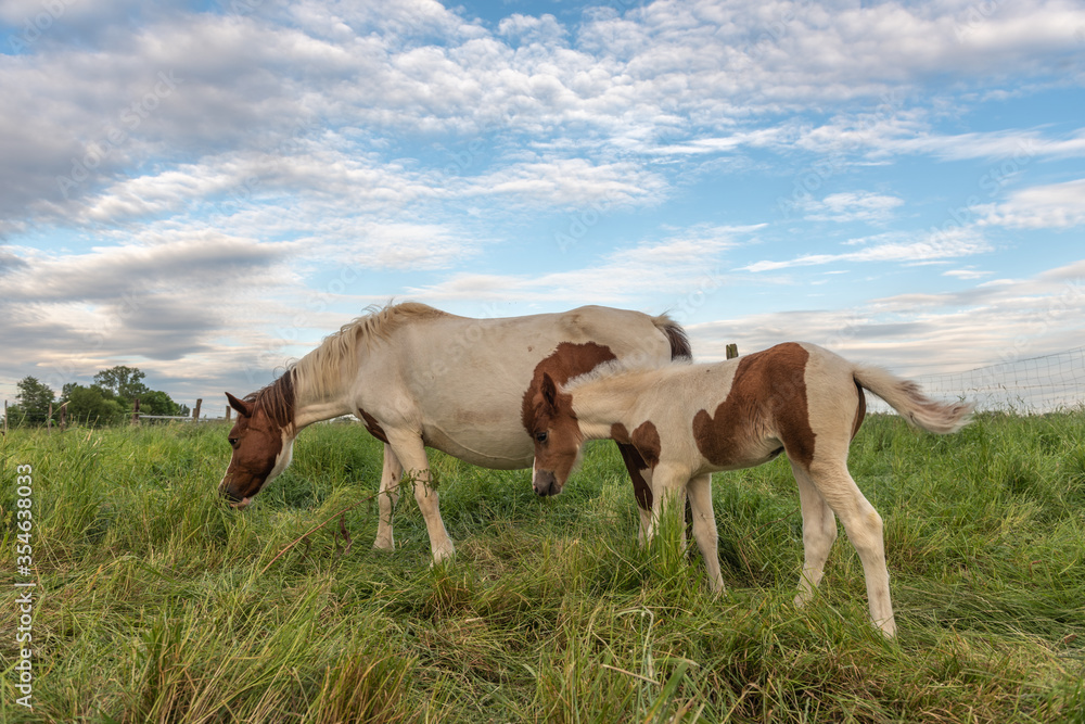 Foal with his mother in a pasture in the French countryside in spring Foal with his mother in a pasture in the French countryside in spring