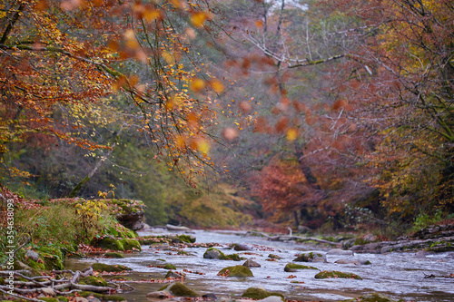 Fototapeta Naklejka Na Ścianę i Meble -  River flowing through forest in the fall