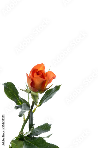 Bright roses good peach. Close up beautiful flower isolated on white studio background. Design elements for cutting. Blooming  spring  summertime  tender leaves and petals. Copyspace.