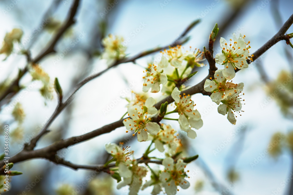 Plum tree flower background Plum tree flower background