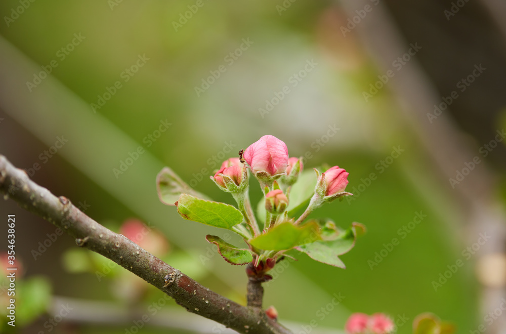 Obraz premium Apple tree bud
