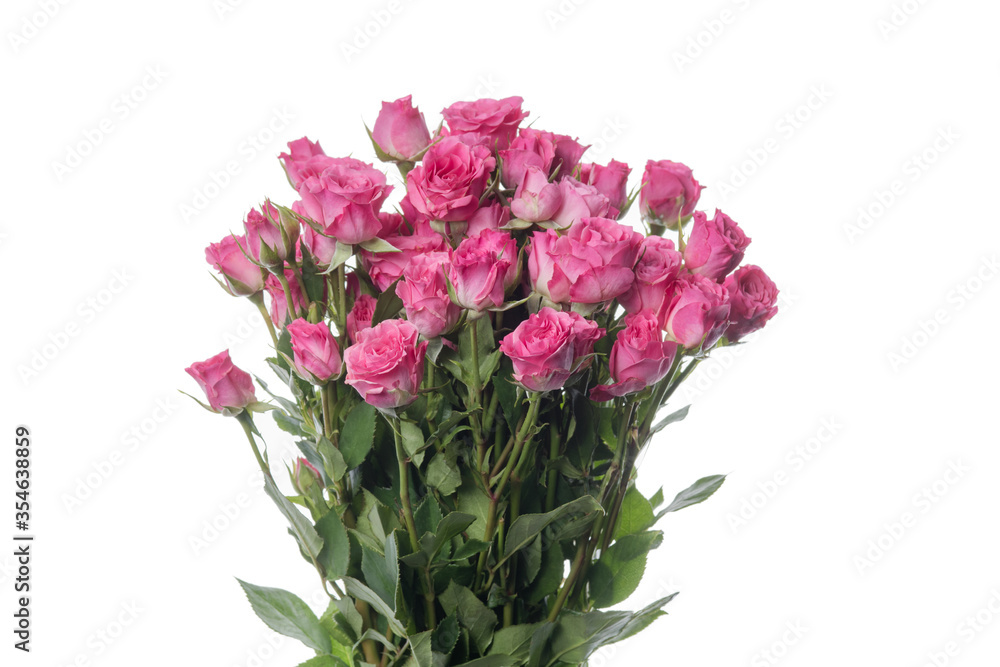 Bright pink roses Lianne. Close up beautiful flower isolated on white studio background. Design elements for cutting. Blooming, spring, summertime, tender leaves and petals. Copyspace. Bright pink roses Lianne. Close up beautiful flower isolated on white studio background. Design elements for cutting. Blooming, spring, summertime, tender leaves and petals. Copyspace.