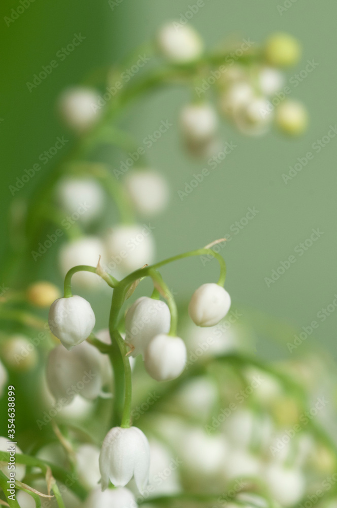 Lily of the valley Lily of the valley