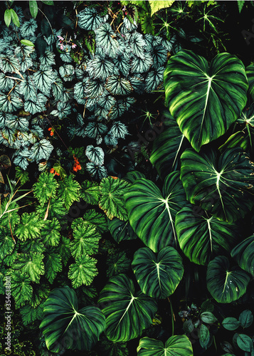 Fotografija Lush foliage background