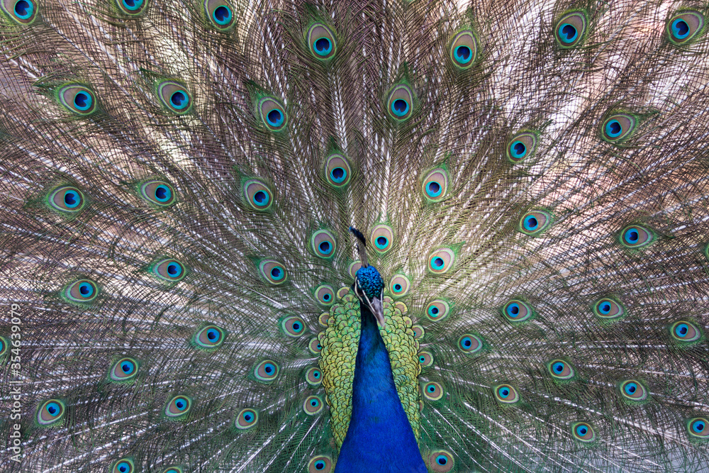 Fototapeta premium Pfau