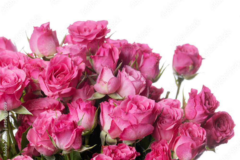 Fototapeta premium Bright pink roses Lianne. Close up beautiful flower isolated on white studio background. Design elements for cutting. Blooming, spring, summertime, tender leaves and petals. Copyspace.