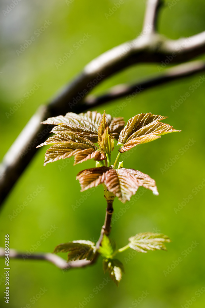 Obraz premium Young sycamore leaves