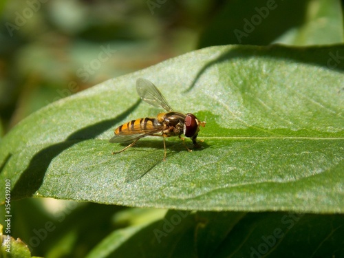 wasp drinks water on the leaf
