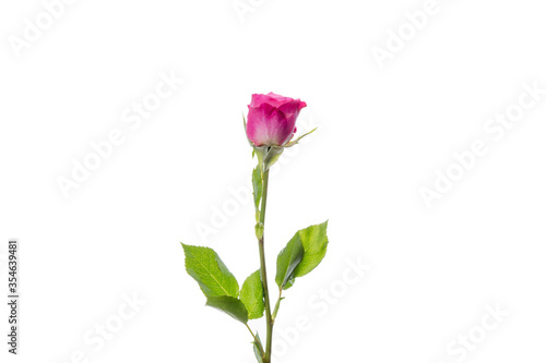 Bright pink roses Lianne. Close up beautiful flower isolated on white studio background. Design elements for cutting. Blooming, spring, summertime, tender leaves and petals. Copyspace.