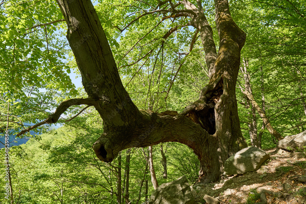 Fototapeta premium Beech forest on mountain