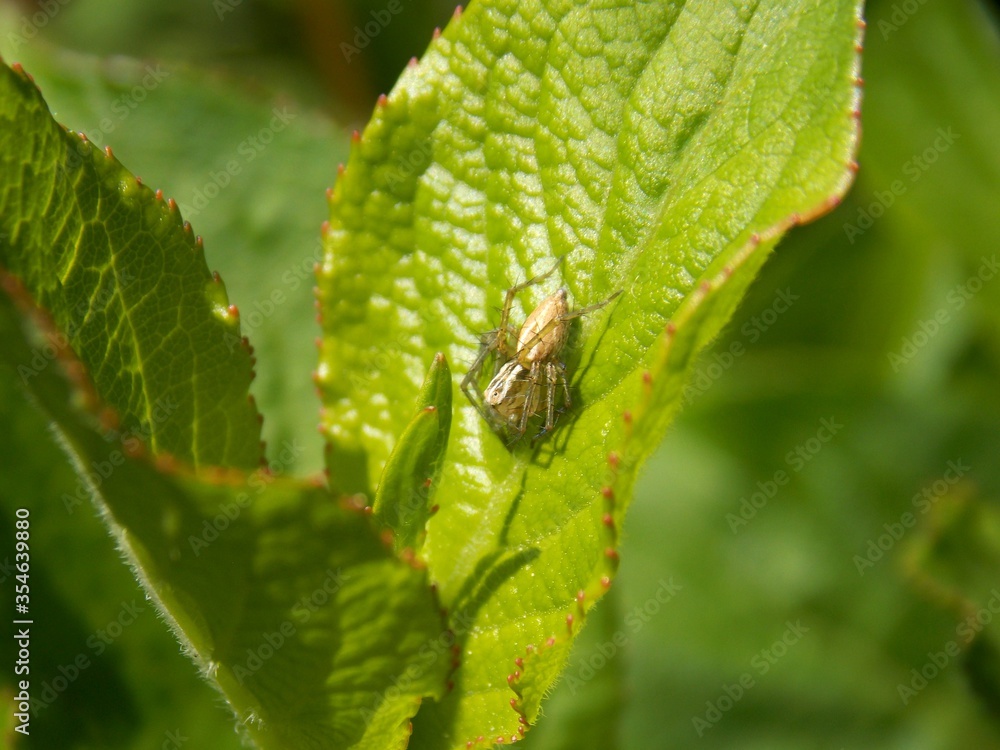 a small spider on a green leaf a small spider on a green leaf