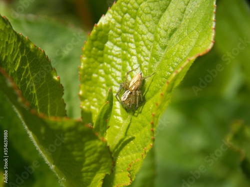 a small spider on a green leaf