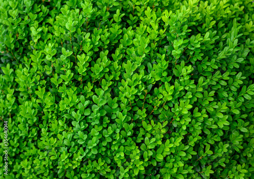 Green foliage background with buxaceae leaves. Botanical name Buxus sempervirens.