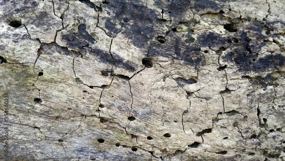 Naklejka premium old wood texture